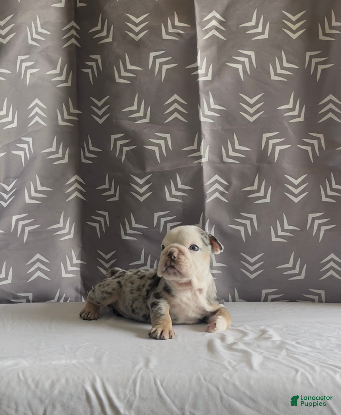 English Bulldog dogs for sale: English Bulldog Puppy - Chevy  - Ad 1