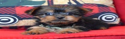 Yorkshire Terrier dogs for sale: Cupid - Ad 9