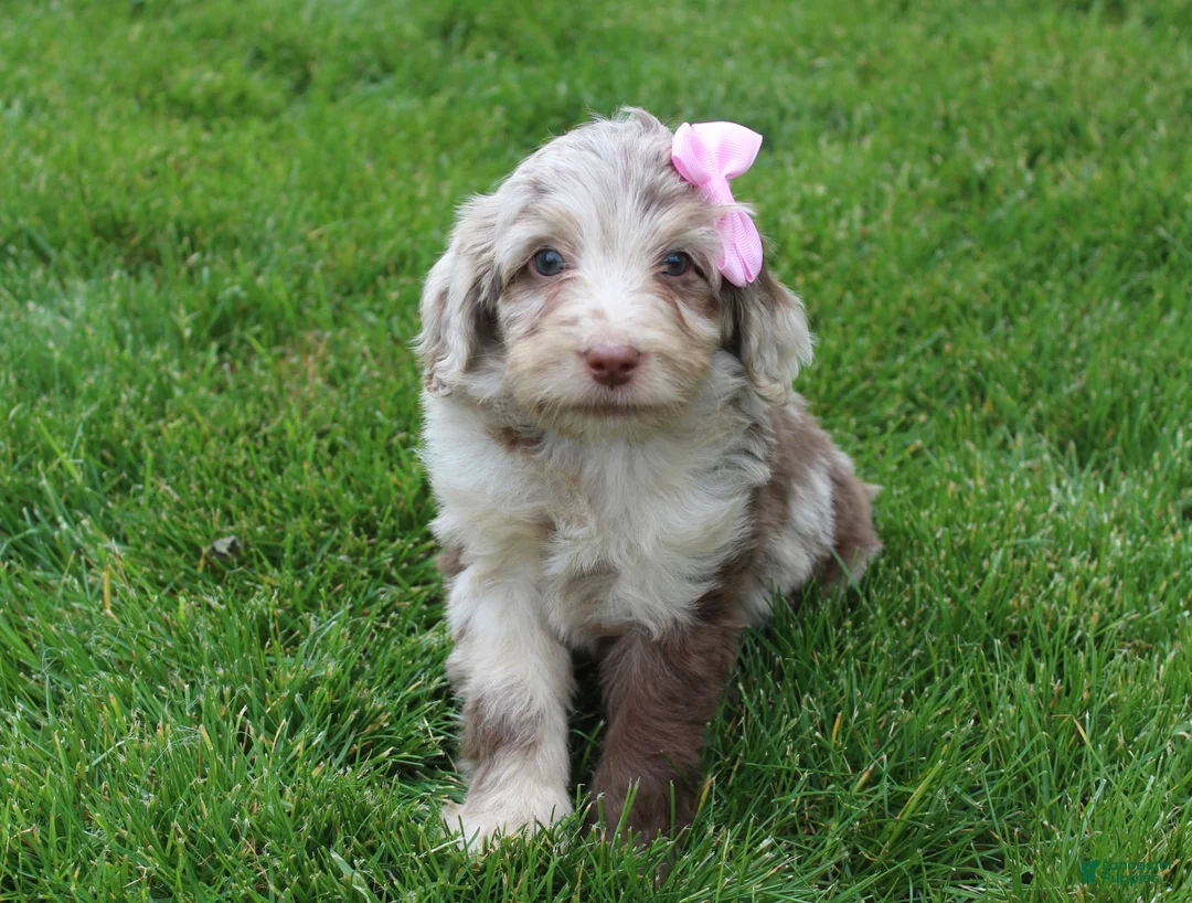 Mini Aussiedoodle dogs for sale: Colette - Ad 2