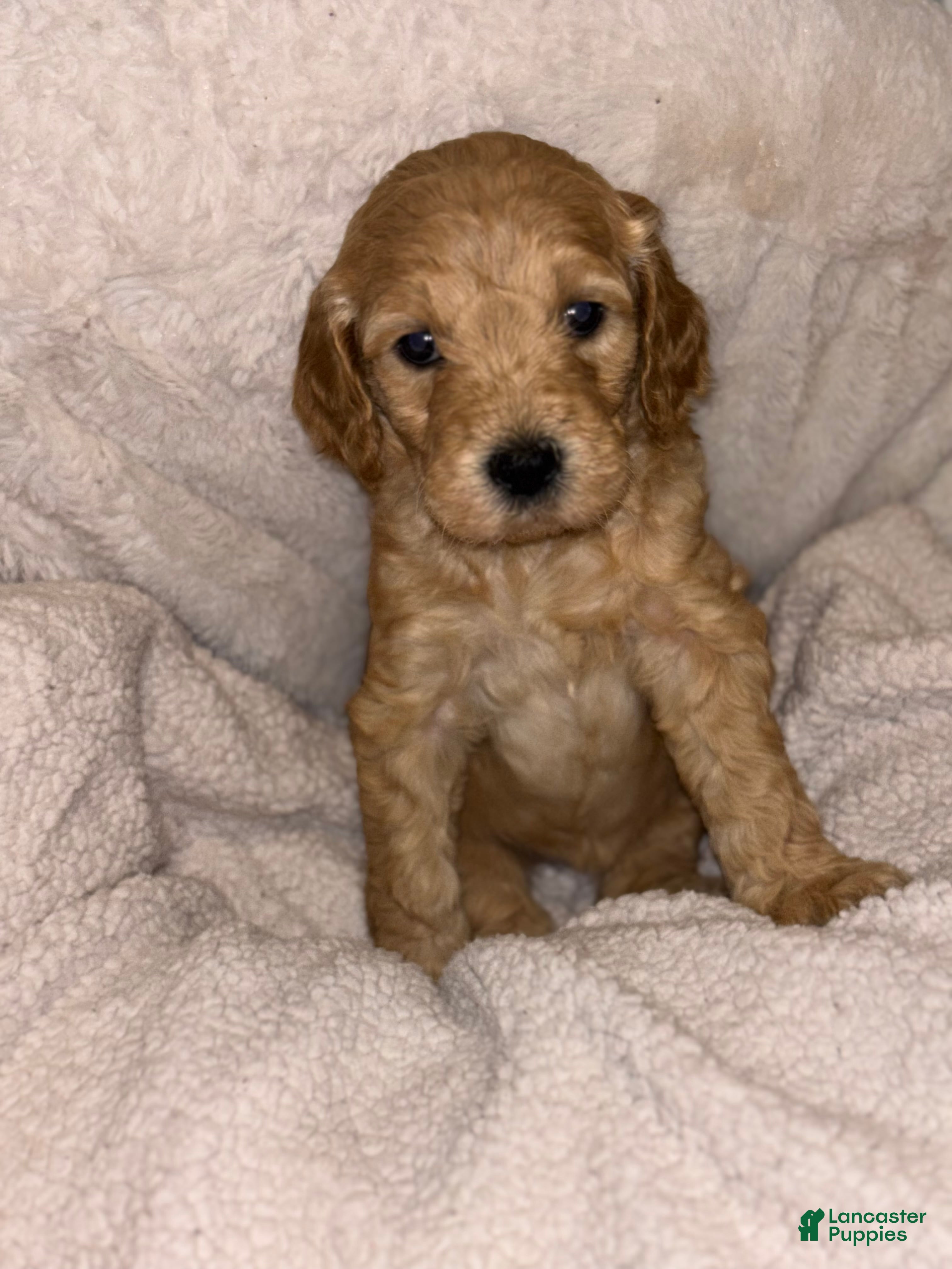 Goldendoodle dogs for sale: Goldendoodle Puppy 1 - Ad 2