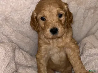 Goldendoodle dogs Goldendoodle Puppy 1 - Ad 30