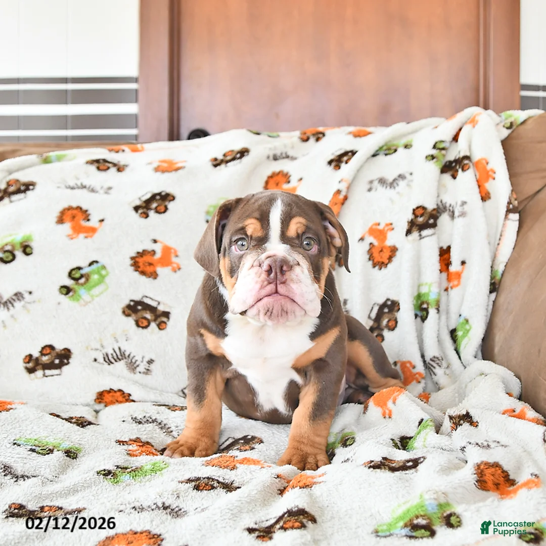 English Bulldog dogs for sale: Duke - Ad 2