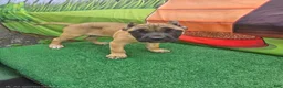 Cane Corso dogs for sale: MAX - Ad 9