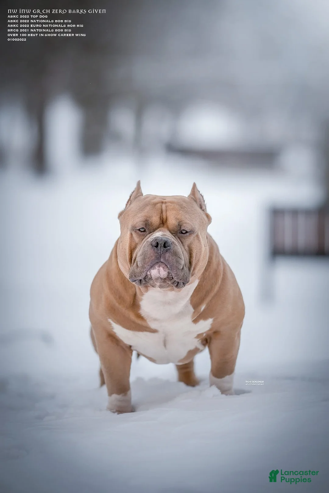 American Bully dogs for sale: American Bully Female  - Ad 5