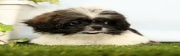 Shih Tzu dogs for sale: Juniper - Ad 4