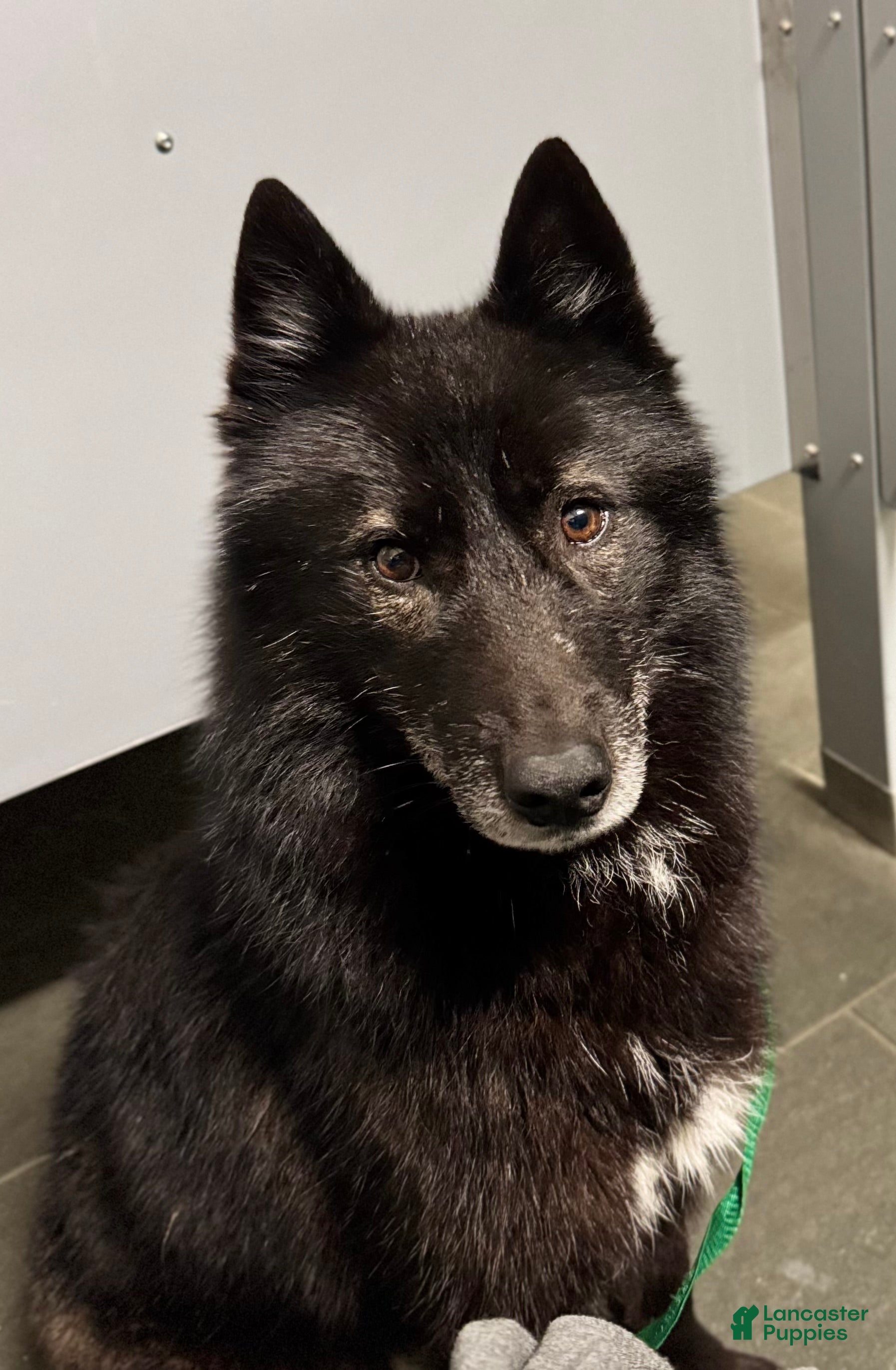 Siberian Husky dogs Carina-spayed - Ad 1