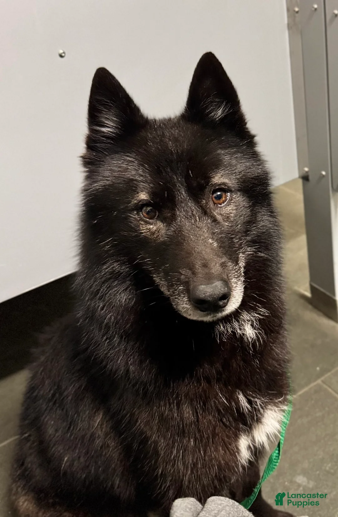 Siberian Husky dogs for sale: Carina-spayed - Ad 1