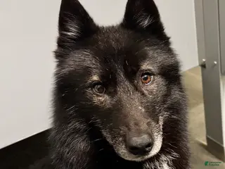 Siberian Husky dogs Carina-spayed - Ad 1