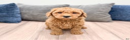 Goldendoodle dogs for sale: Callie - Ad 6