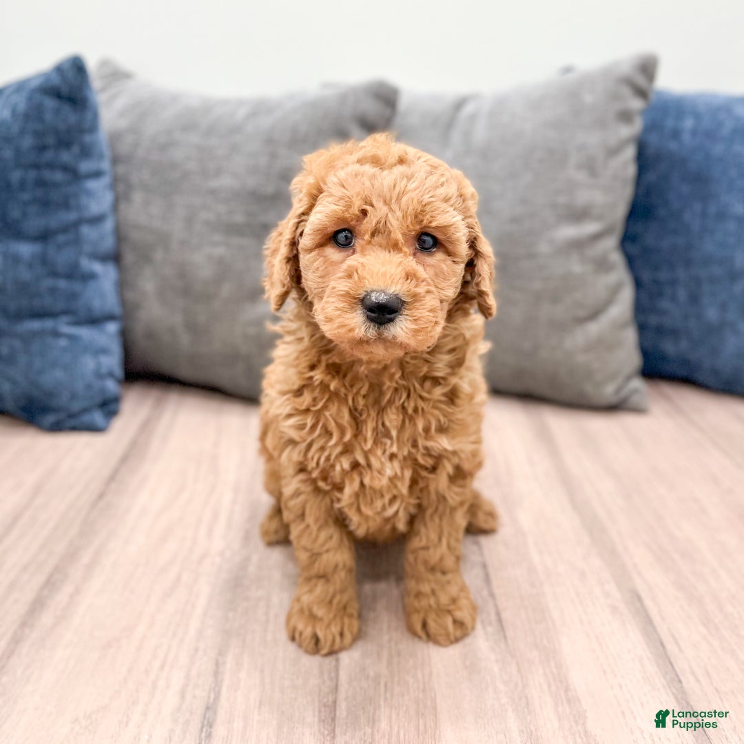 Goldendoodle dogs for sale: Callie - Ad 6