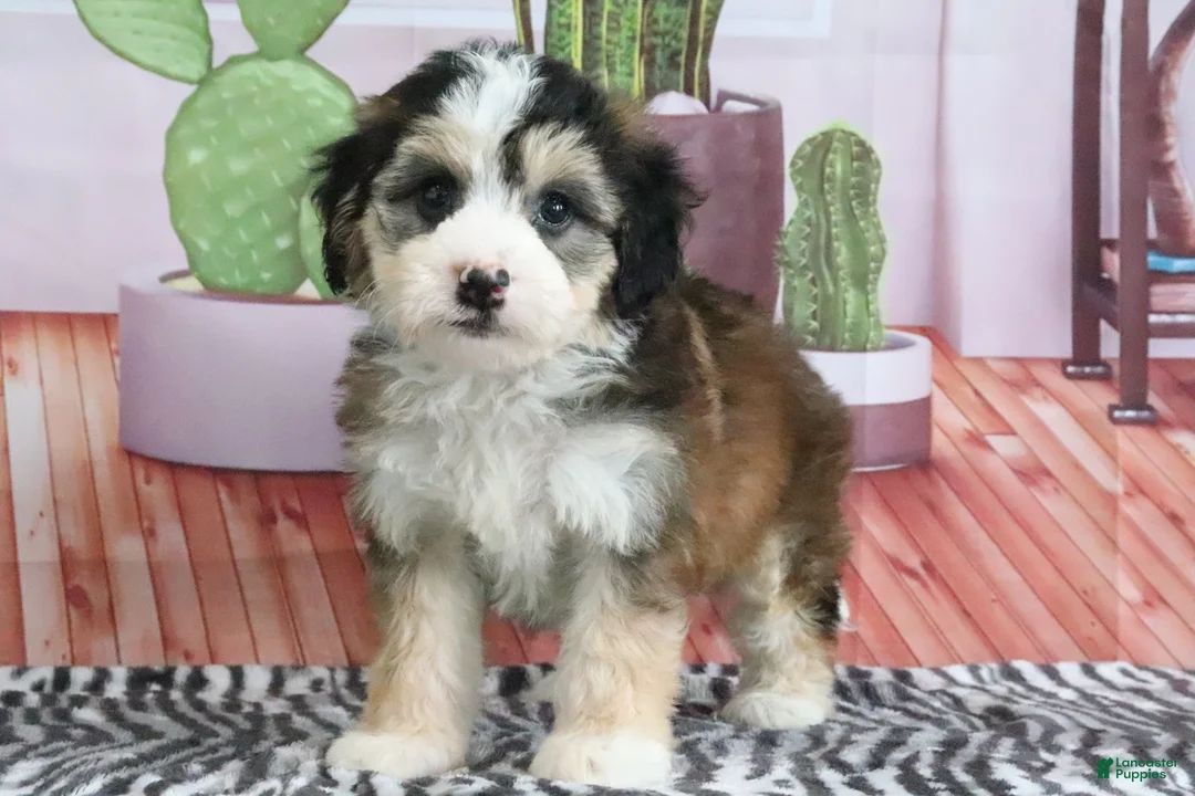 Mini Bernedoodle dogs for sale: Sophie - Ad 1