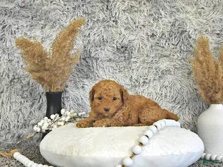 Toy Poodle dogs for sale: Mia - Ad 4