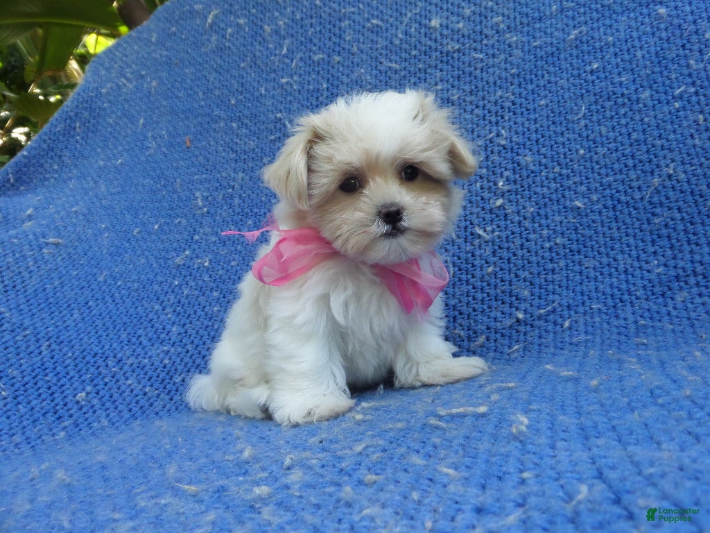 Malshi dogs Daisy  - Ad 25