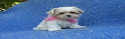Malshi dogs for sale: Daisy  - Ad 1