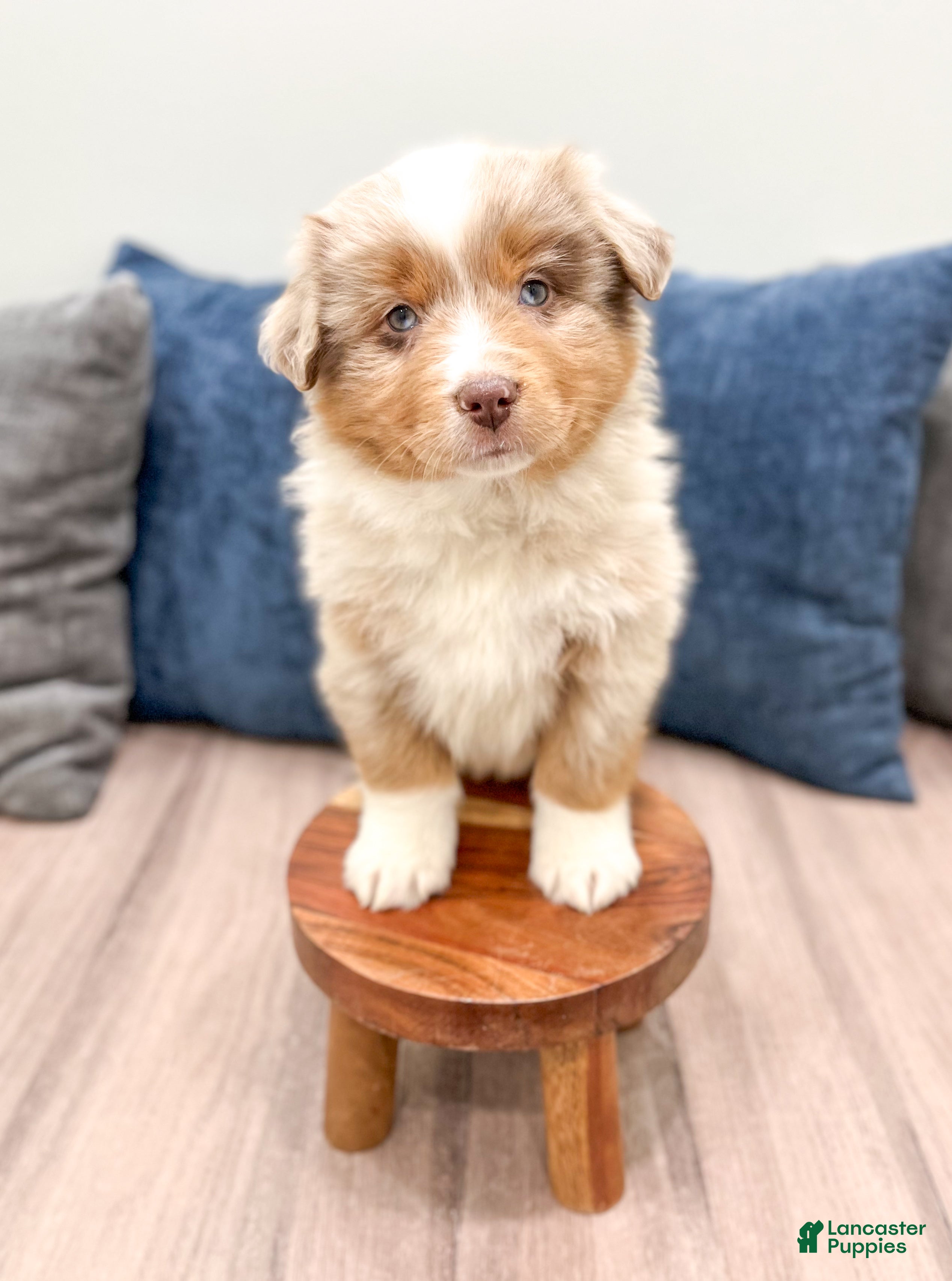 Miniature Australian Shepherd dogs Bo - Ad 2