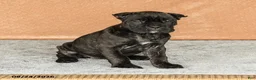 Cane Corso dogs for sale: Rochelle - Ad 4
