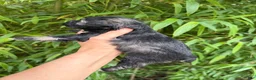 Miniature Schnauzer dogs for sale: Miniature Schnauzer Puppy 3 - Ad 2