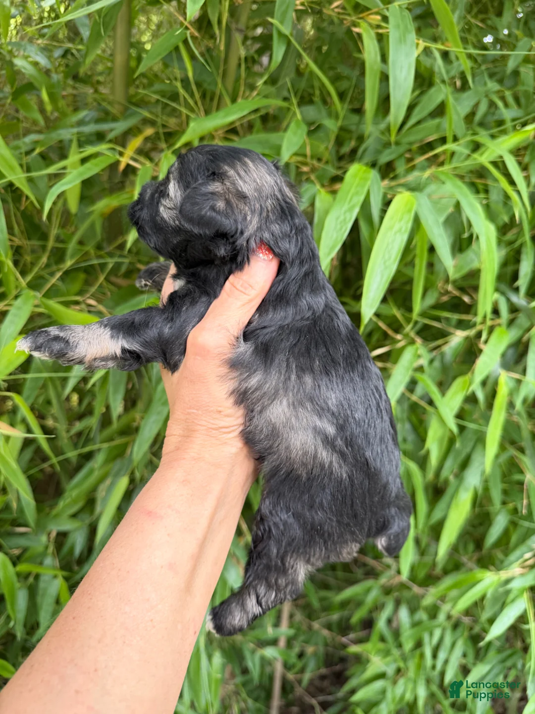 Miniature Schnauzer dogs for sale: Miniature Schnauzer Puppy 3 - Ad 2