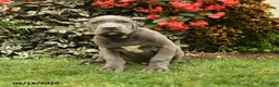 Cane Corso dogs for sale: Lenny  - Ad 4