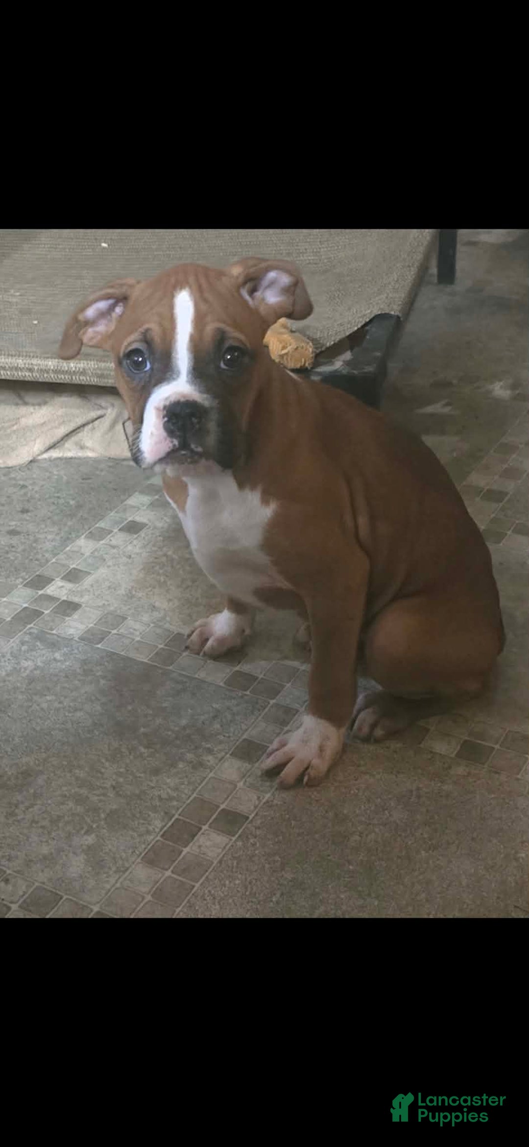 Boxer dogs for sale: Tae - Ad 4