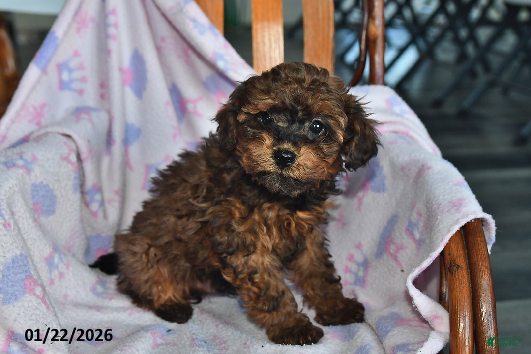 Miniature Poodle dogs for sale: Owen - Ad 3