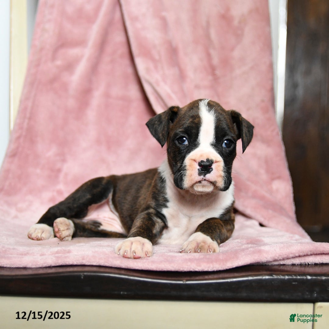 Boxer dogs for sale: Lindsey - Ad 2