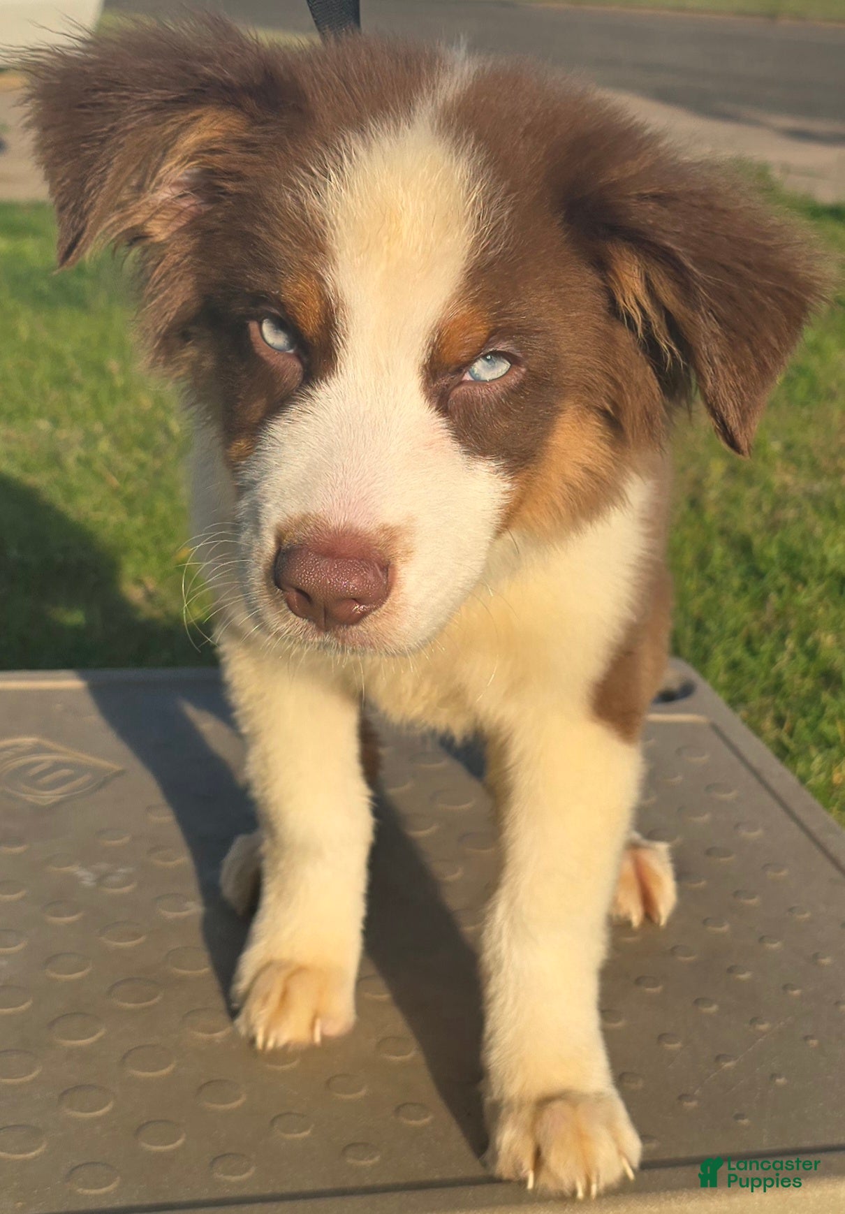 Australian Shepherd dogs Male 2 - Ad 38