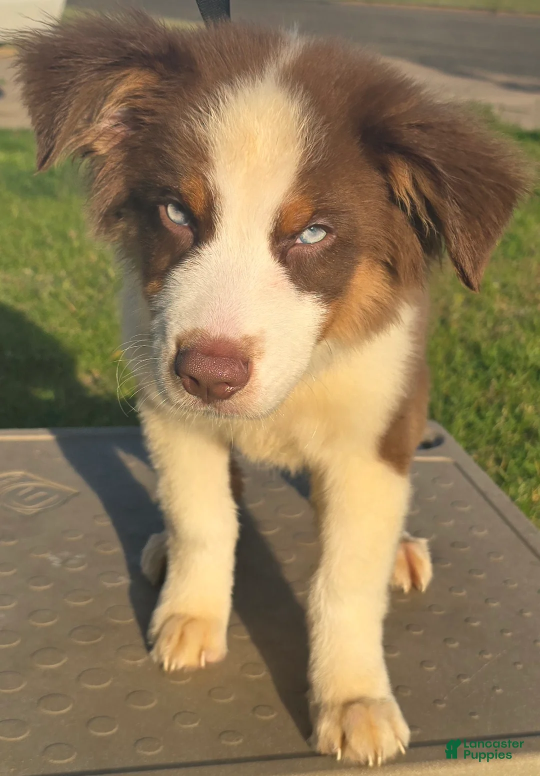Australian Shepherd dogs for sale: Male 2 - Ad 1