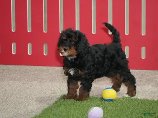Cavapoo dogs Elizabeth - Ad 35