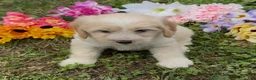 Mini Goldendoodle dogs for sale: Cedar - Ad 3