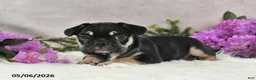 French Bulldog dogs for sale: Hero - Ad 4