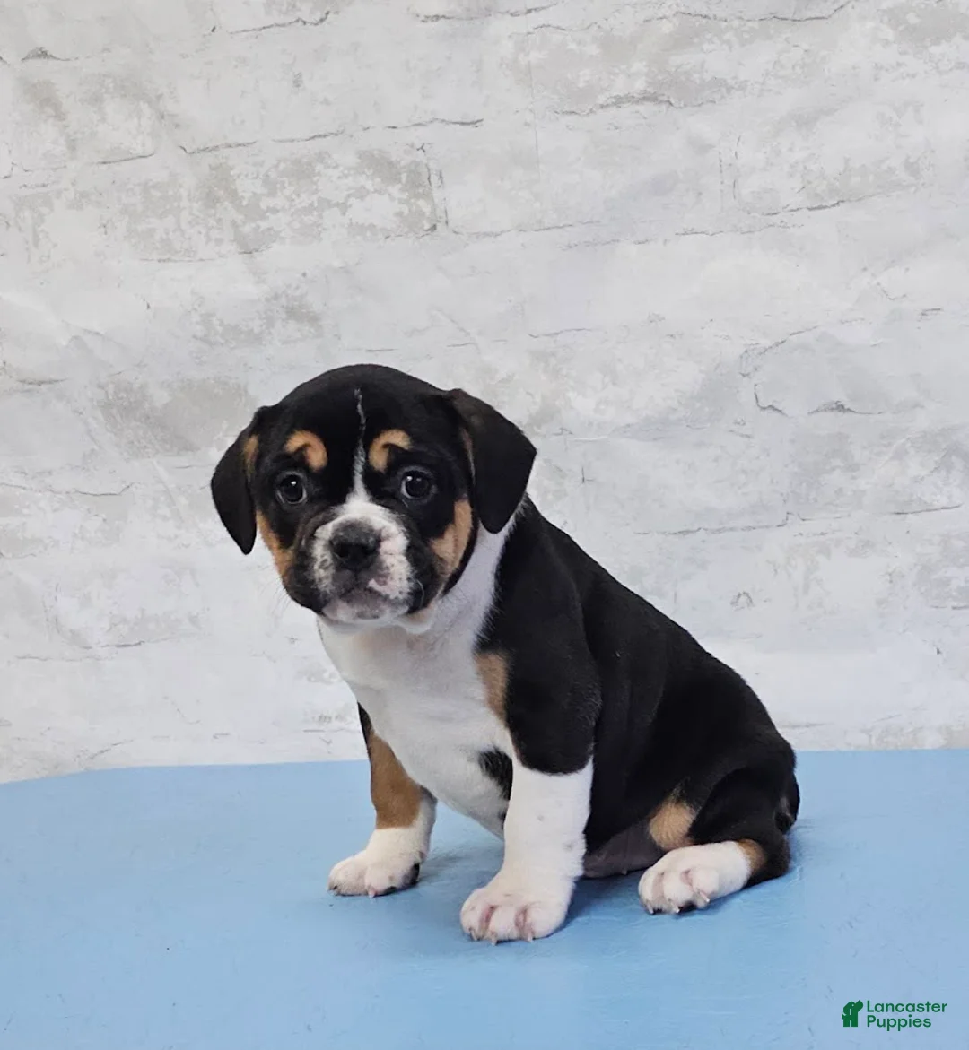 Mixed Breed dogs for sale: Big Boy Bulldog Blend - Ad 4