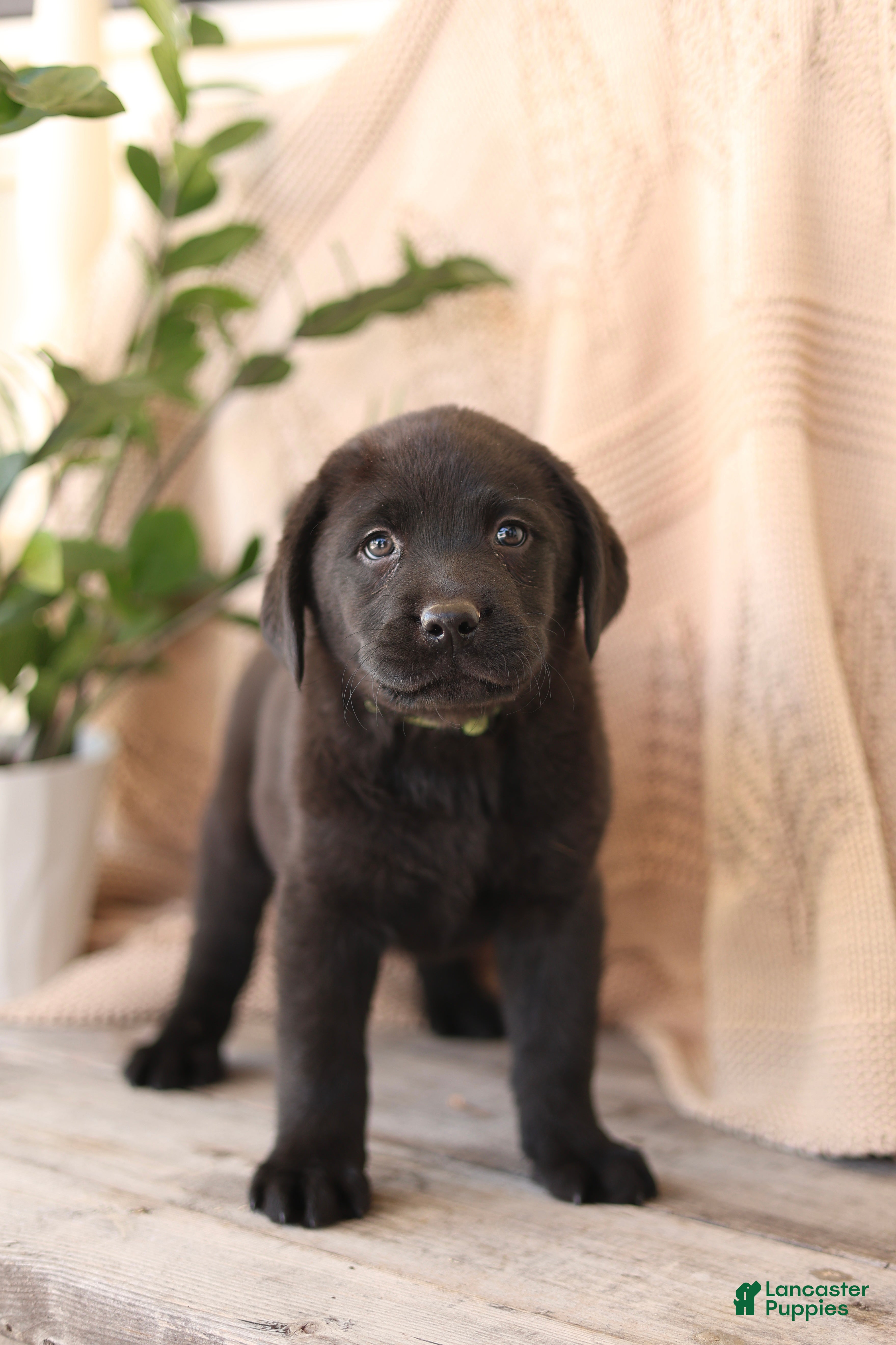 Labrador Retriever dogs Freddy - Ad 1