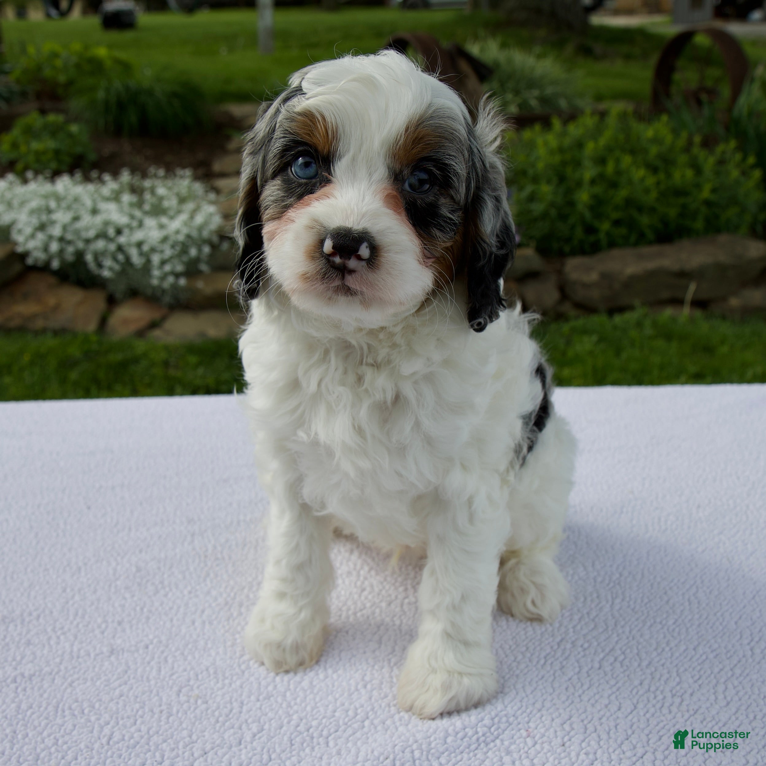 Cavapoo dogs Alex - Ad 1