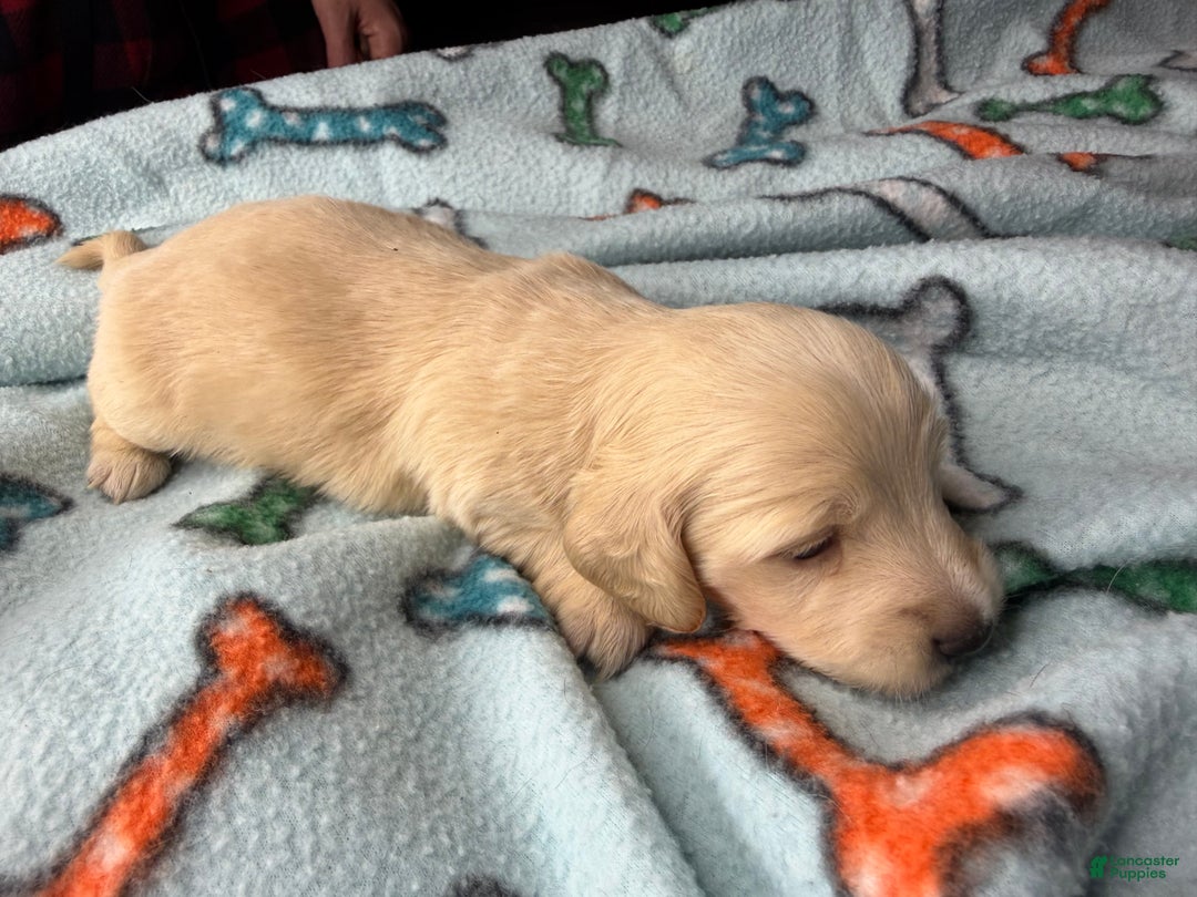 Miniature Dachshund dogs for sale: ee cream - Ad 24