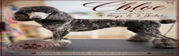 Standard Poodle dogs for sale: Milo - Ad 3