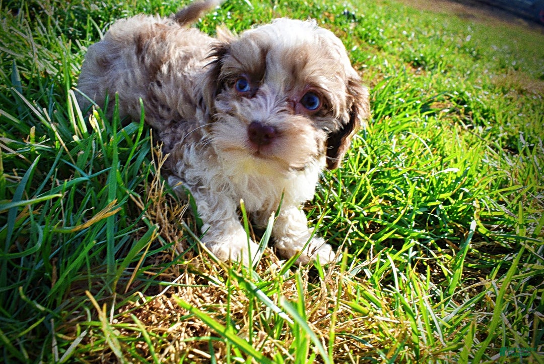 Havapoo dogs for sale: Olivia - Ad 18