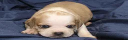Puggle dogs for sale: Chewy - Ad 25