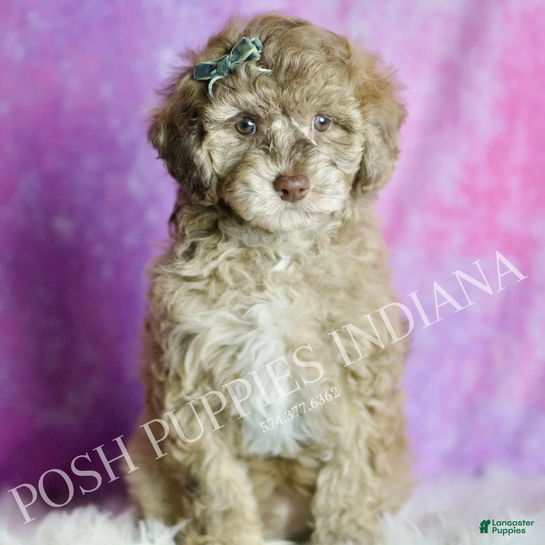 Maltipoo dogs for sale: Fresno - Ad 1