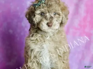 Maltipoo dogs Fresno - Ad 35