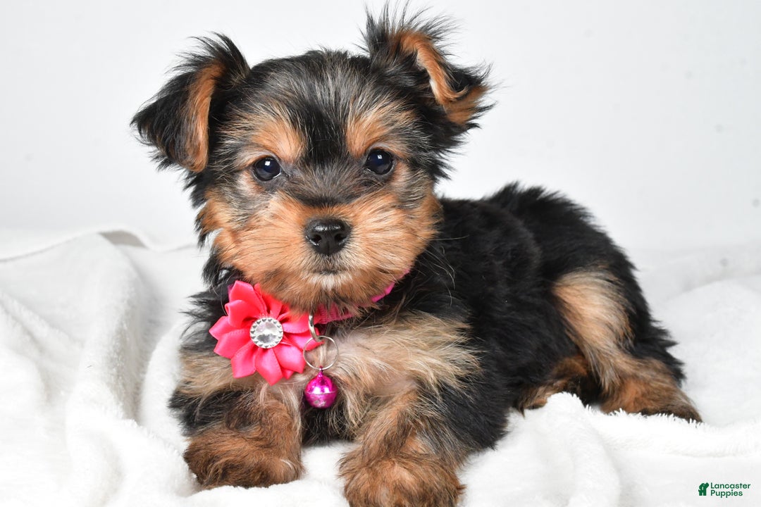 Yorkshire Terrier dogs for sale: Avery teacup - Ad 1