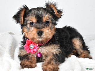 Yorkshire Terrier dogs Avery teacup - Ad 21