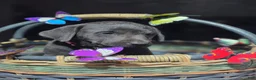 Labrador Retriever dogs for sale: Dark blue collar - Ad 1