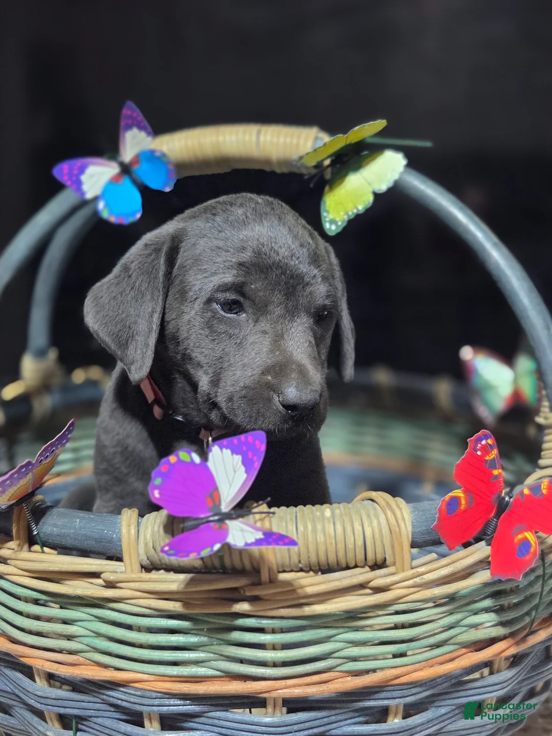 Labrador Retriever dogs for sale: Dark blue collar - Ad 1