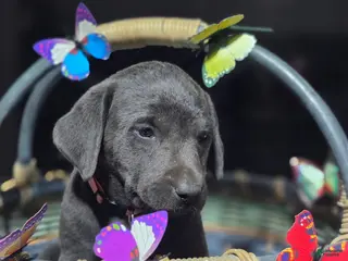 Labrador Retriever dogs Dark blue collar - Ad 6