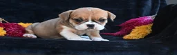 Mixed Breed dogs for sale: Macy - Ad 4