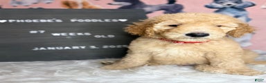 Standard Poodle Puppy 1