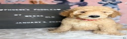 Standard Poodle dogs for sale: Standard Poodle Puppy 1 - Ad 1