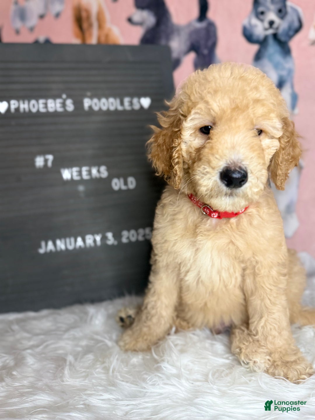 Standard Poodle dogs for sale: Standard Poodle Puppy 1 - Ad 1