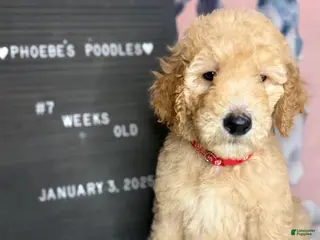 Standard Poodle dogs Standard Poodle Puppy 1 - Ad 16